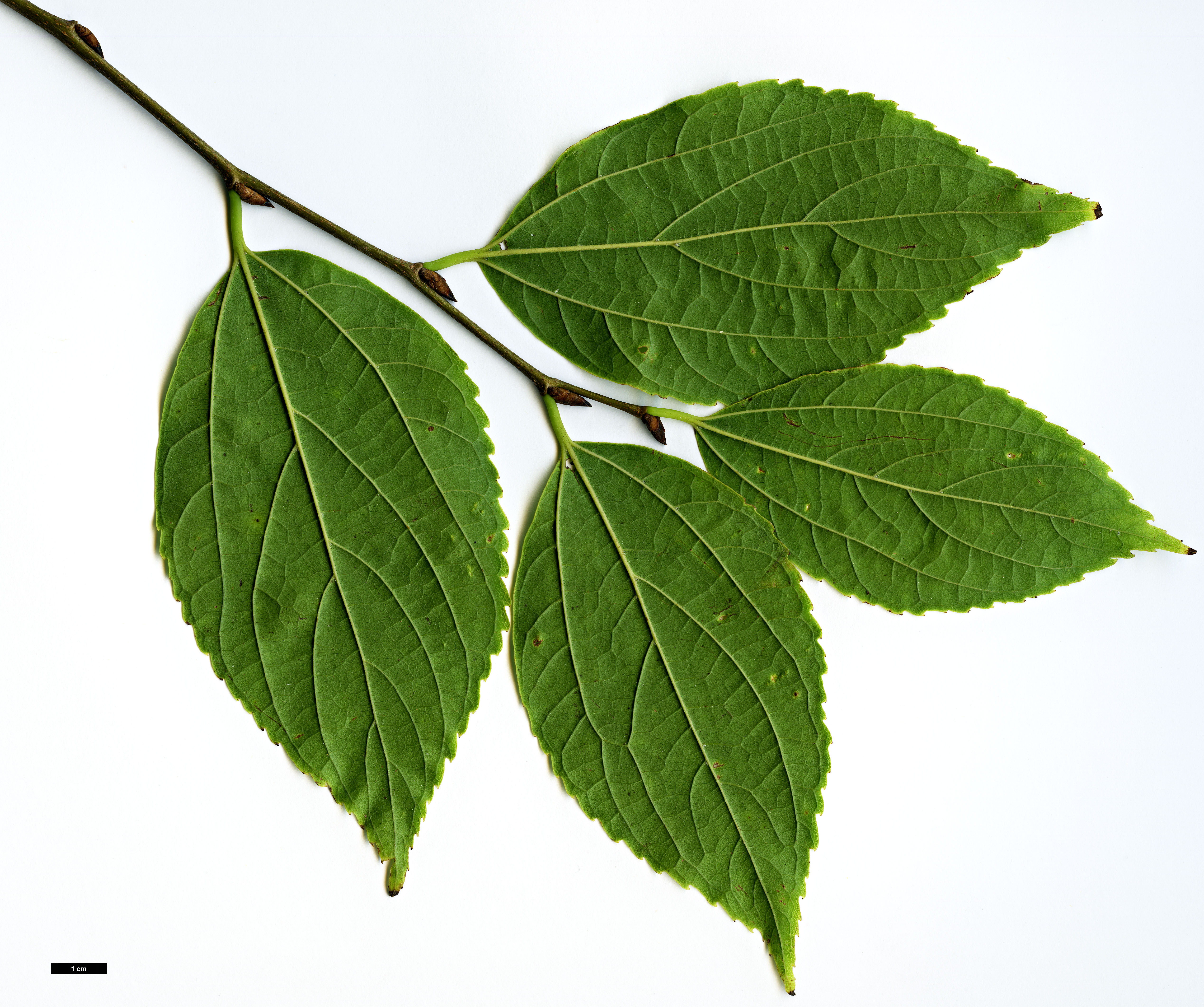 High resolution image: Family: Cannabaceae - Genus: Celtis - Taxon: vandervoetiana